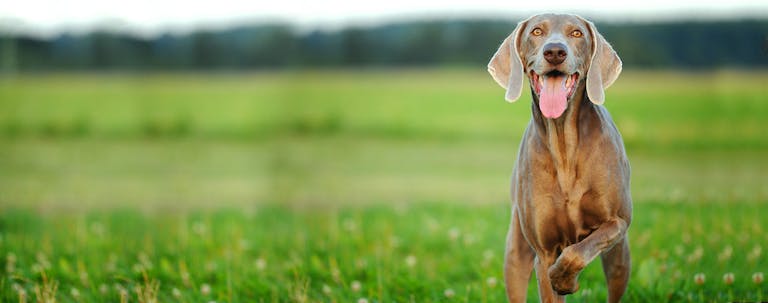 How to Train a Weimaraner to Point